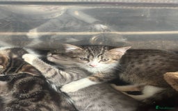 Mixed Breed cats for sale: Maincoon x Scottish fold  - Image 31