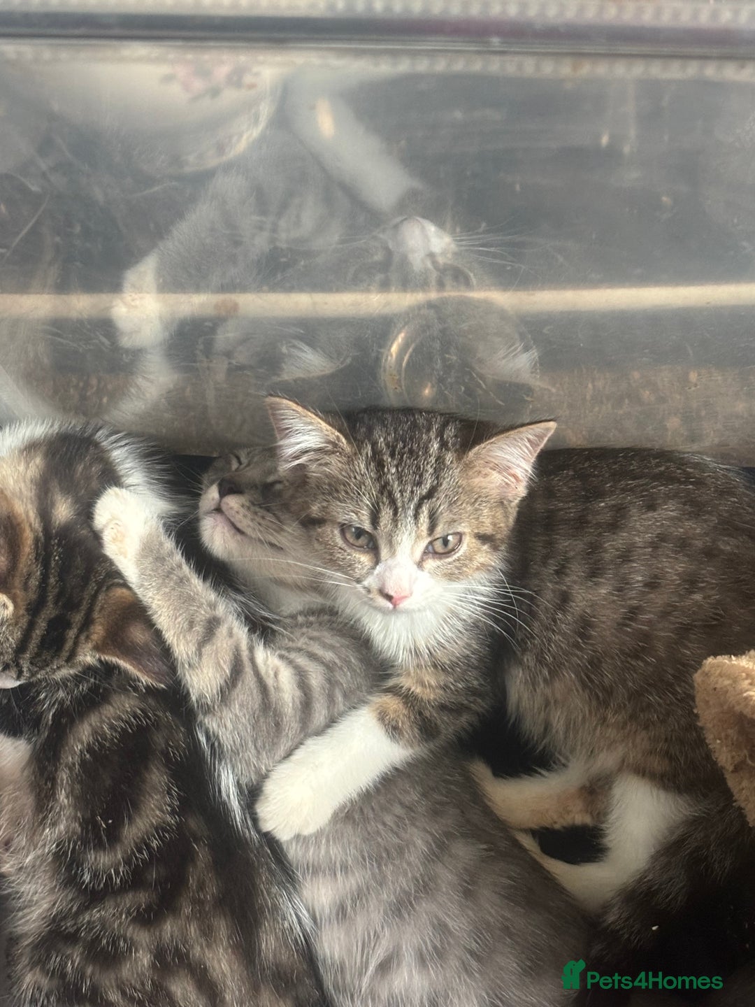 Mixed Breed cats for sale: Maincoon x Scottish fold  - Image 31