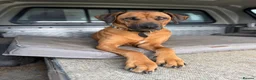Rhodesian Ridgeback dogs for sale: Wait List Open - Safely Arrived 14th June - Advert 18