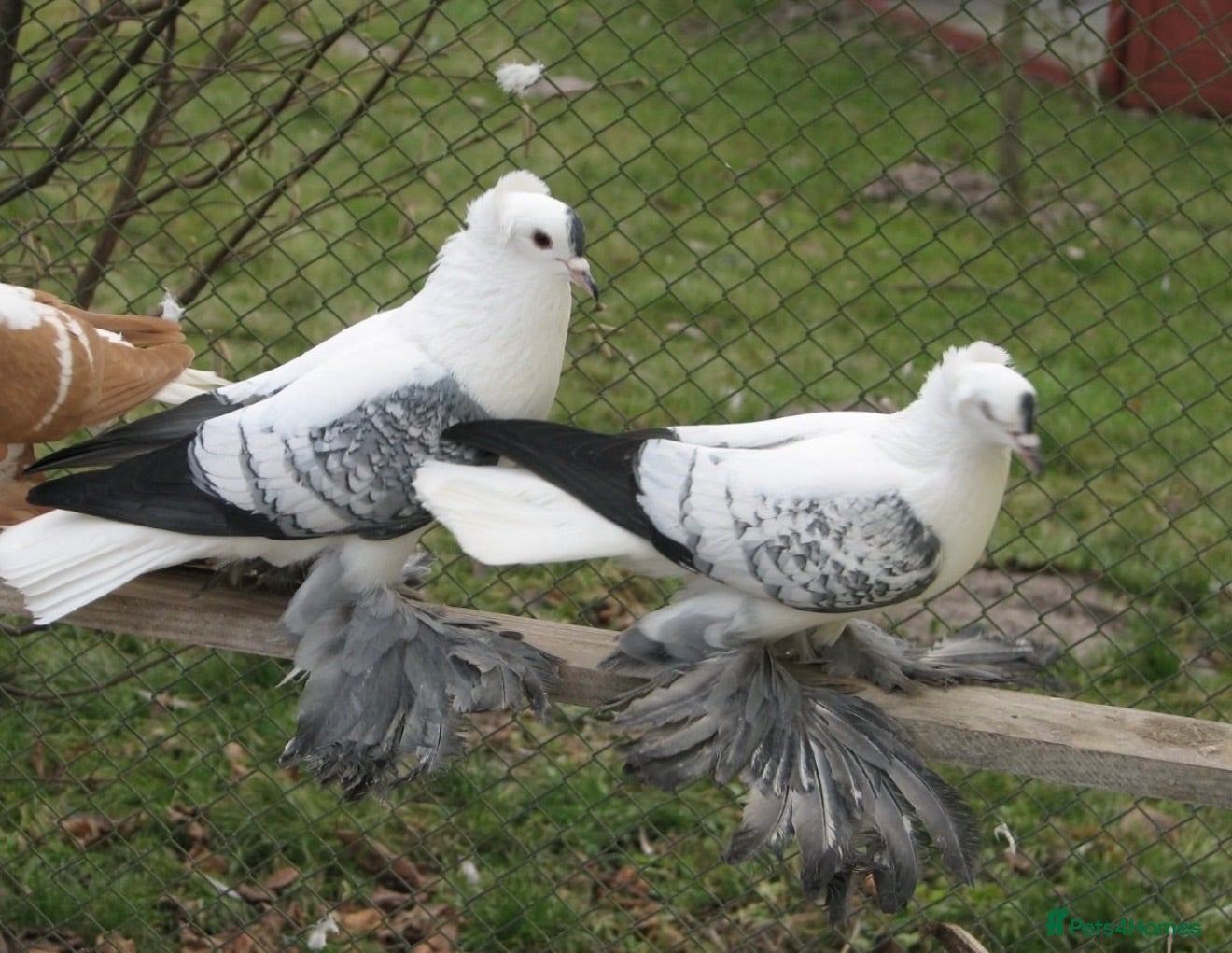 Pigeons birds Beautiful Quality Pigeons Healthy & Well Cared For - Advert 2