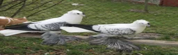 Pigeons birds for sale: Beautiful Quality Pigeons Healthy & Well Cared For - Advert 27