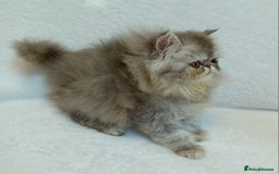 Exotic cats for sale: CHUBBY KITTENS - Image 6