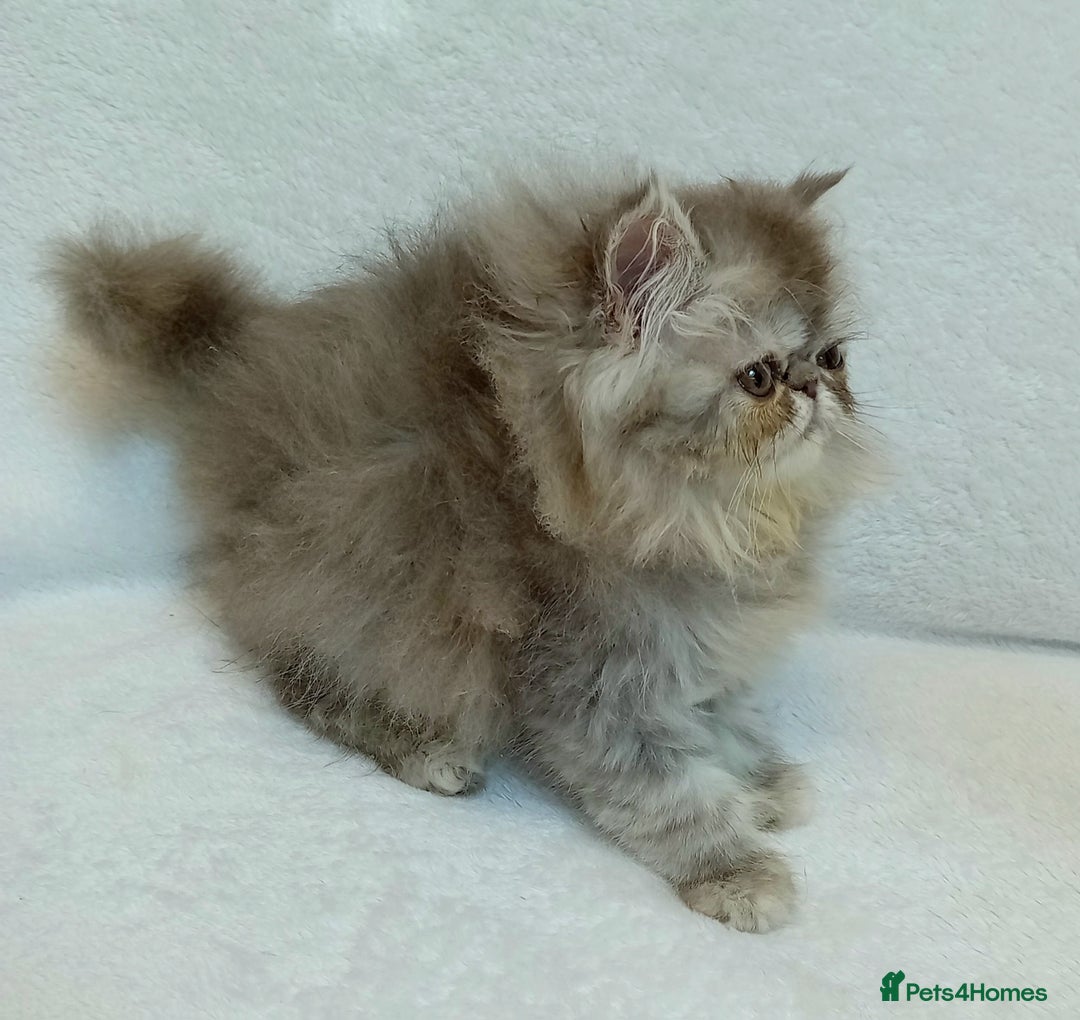 Exotic cats for sale: CHUBBY KITTENS - Image 6