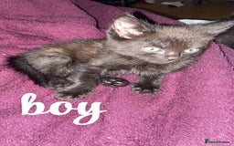 Mixed Breed cats for sale: 6 kittens ready now  - Image 5