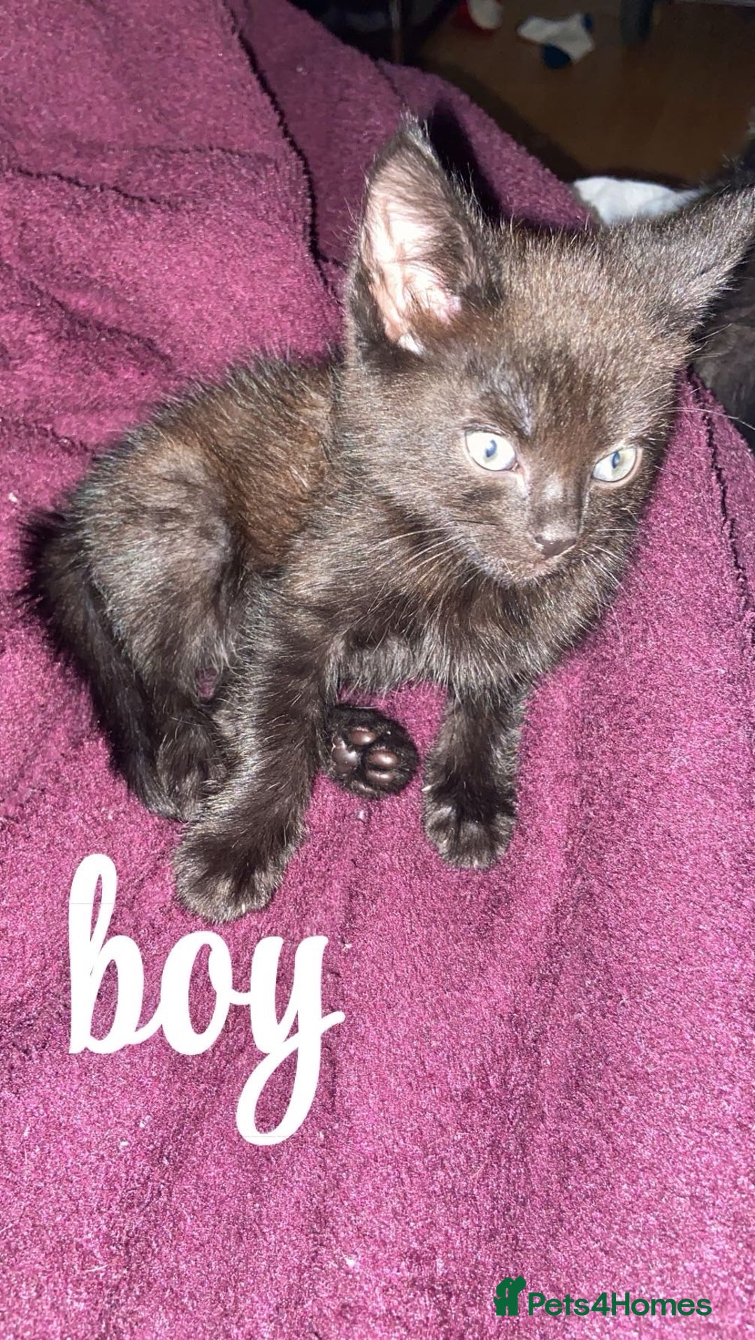 Mixed Breed cats for sale: 6 kittens ready now  - Image 5