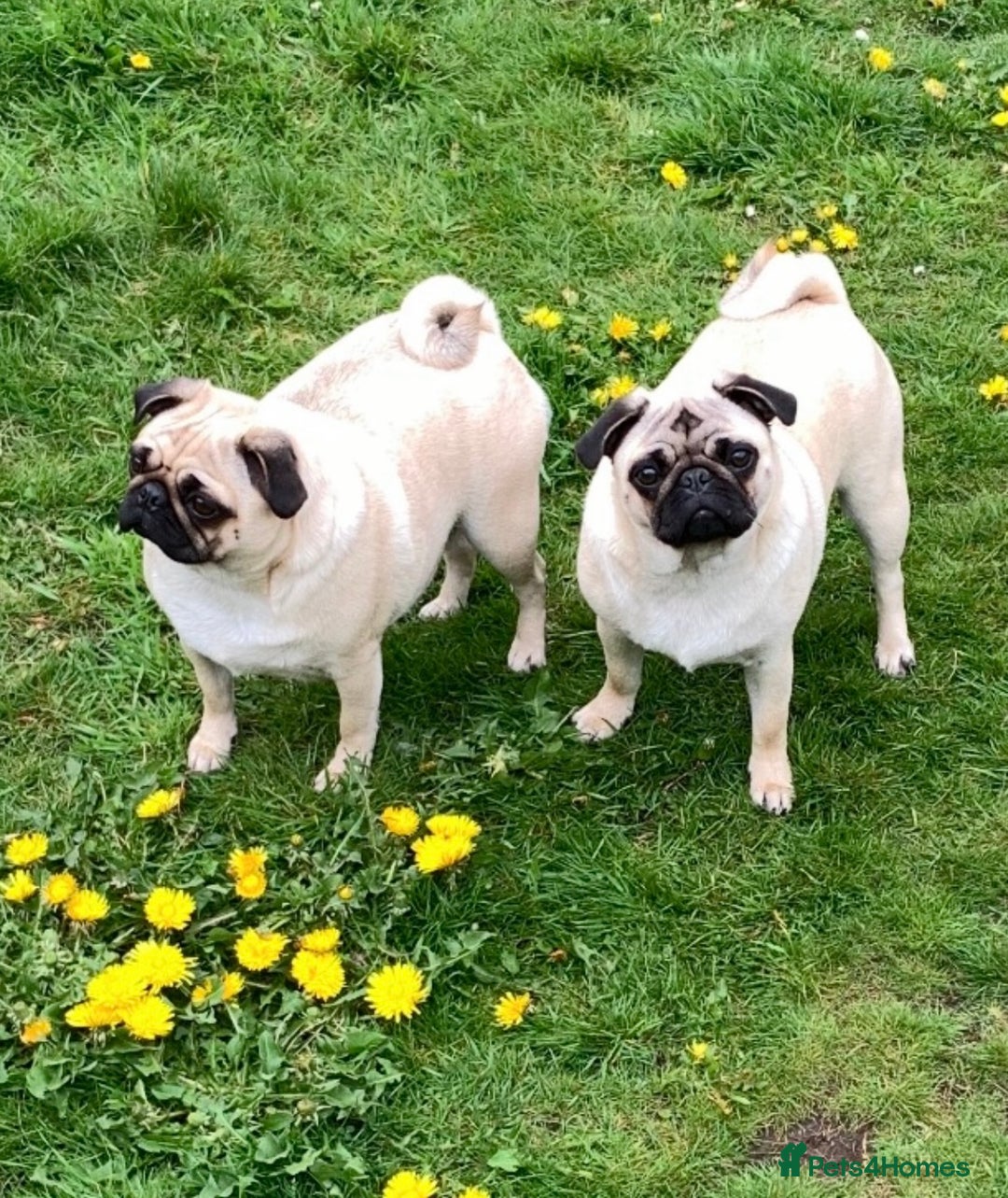 Pug dogs for sale: Gorgeous Female Adult Pug 3 Years old Ready Now  - Advert 3