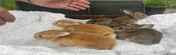 Mixed Breed rabbits for sale: 5 beautiful French lop x mini lops  - Advert 7