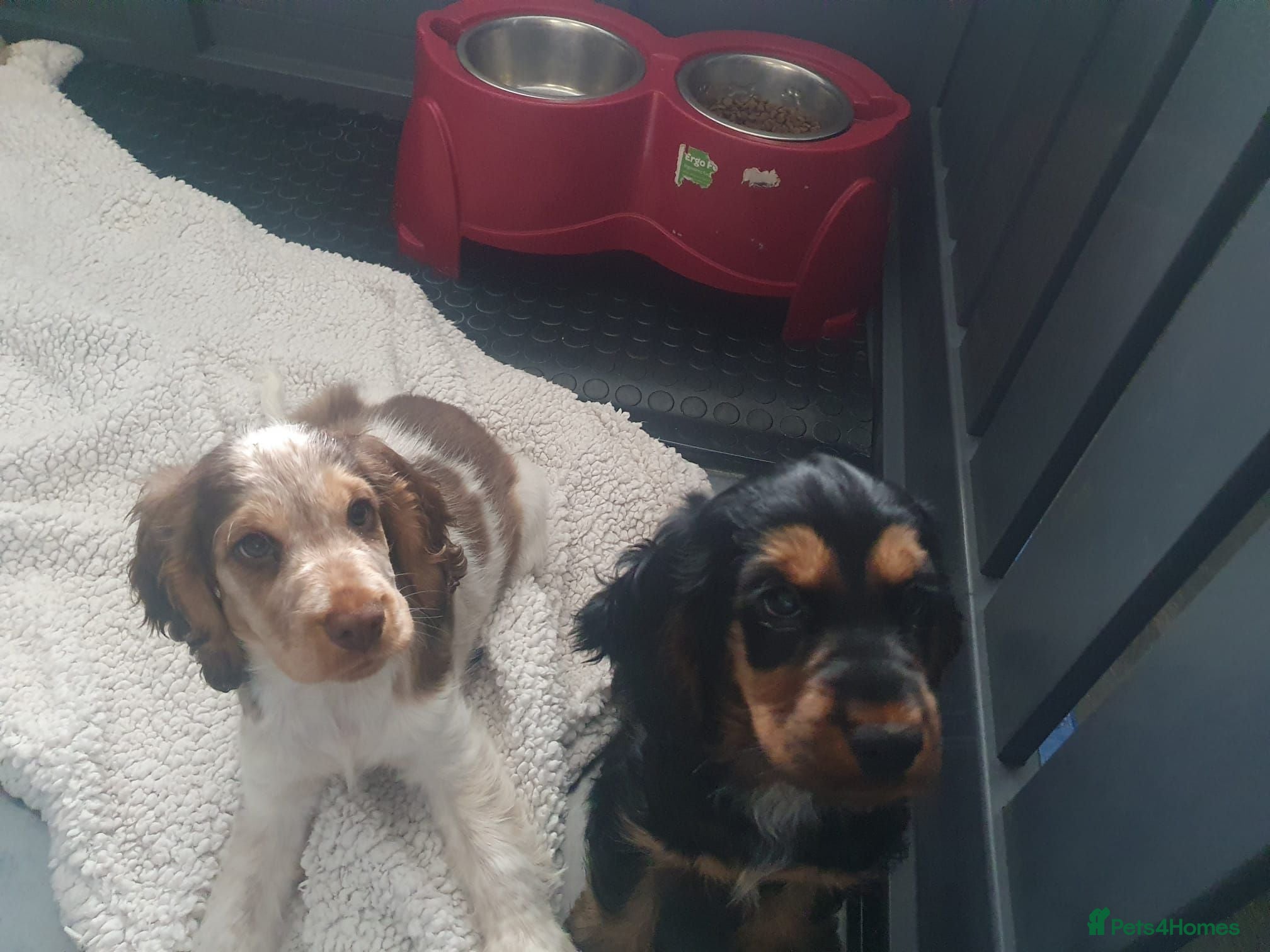 Cocker Spaniel dogs Gorgeous KC Health Tested Show Pups - Advert 1