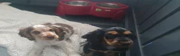 Cocker Spaniel dogs for sale: Gorgeous KC Health Tested Show Pups - Advert 1