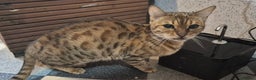 Serengeti cats for sale: Seringetti kittens (Bengal/oriental) - Advert 2
