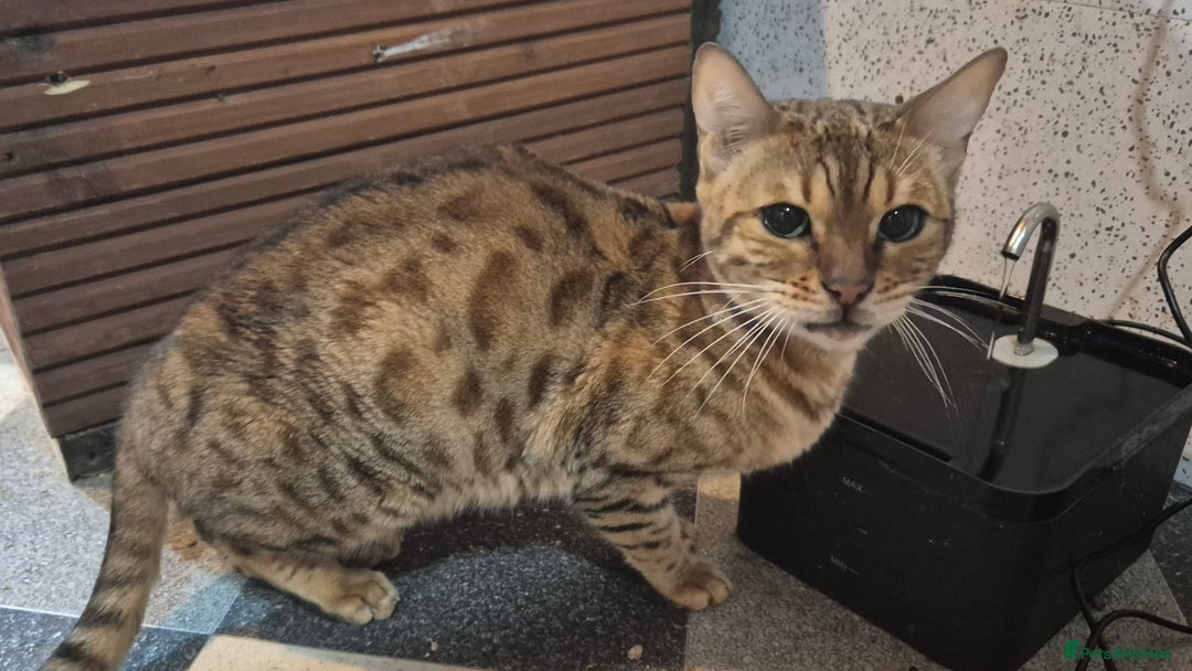 Serengeti cats for sale: Seringetti kittens (Bengal/oriental) - Advert 2