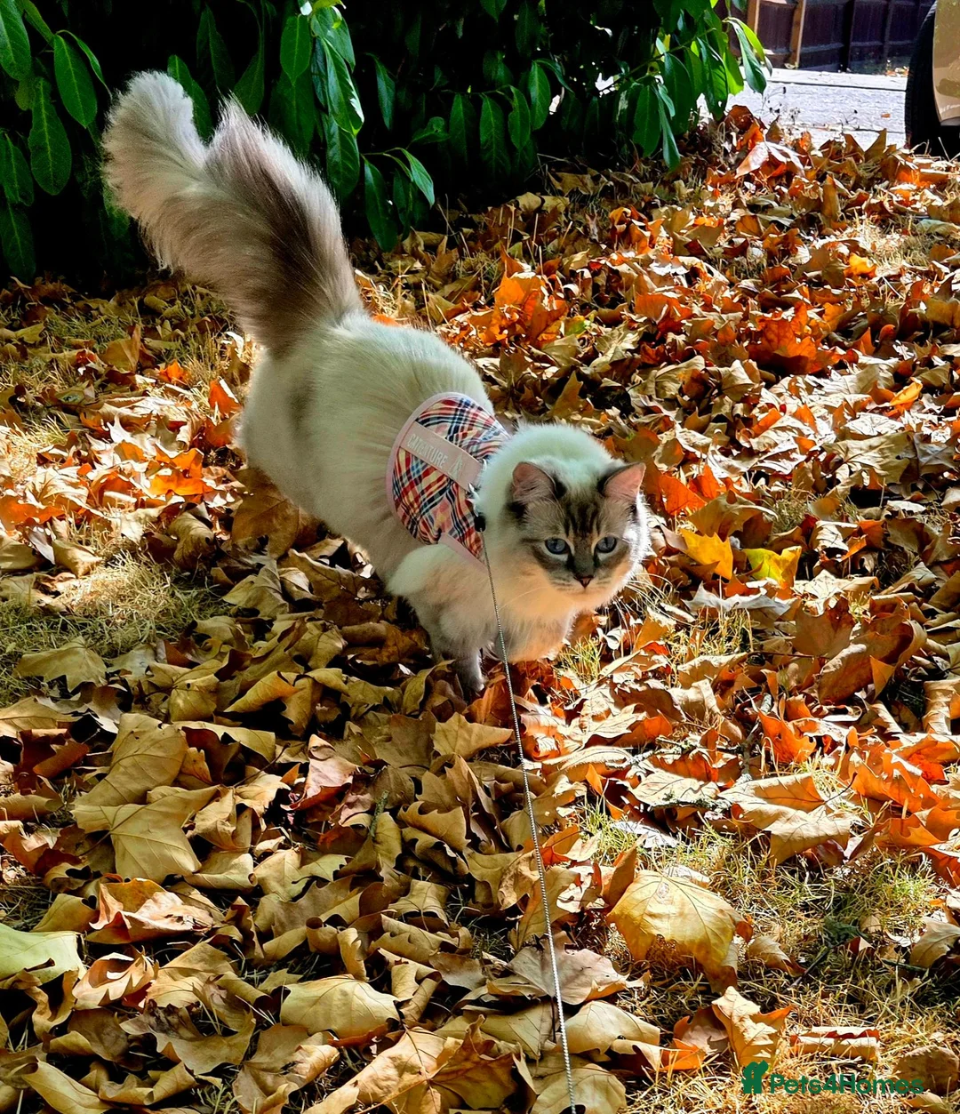 Ragdoll cats for sale: Beautiful Ragdoll Sister Pair – Must Stay Together in Milton Keynes - Advert 2