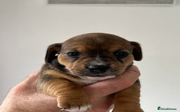 Jack Russell dogs for sale: Tri coloured Jack Russell puppies 🐶 - Image 7
