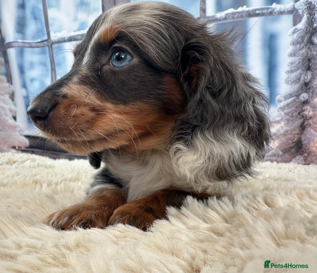 Miniature Dachshund dogs for sale: 👑 MINI LONG HAIRED DACHSHUNDS 👑 - Advert 4
