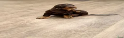 Dachshund dogs for sale: Sold!  Lovely Dachshunds!  - Advert 13