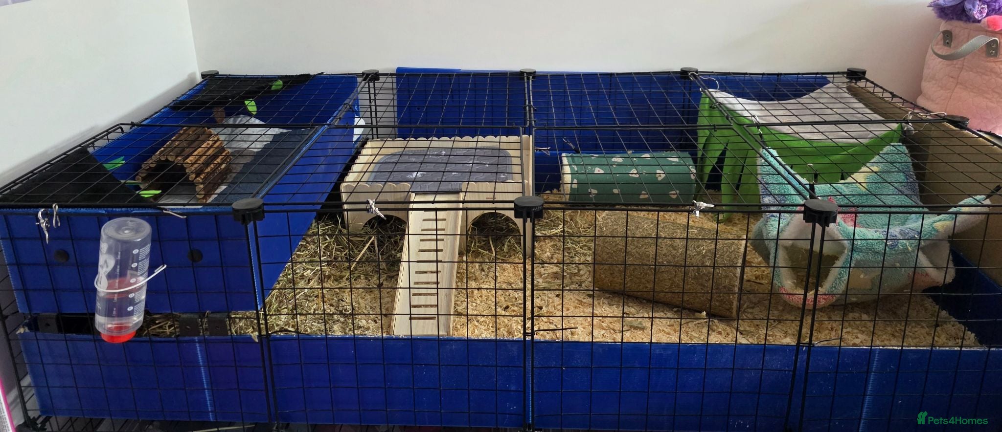 Guinea Pig rodents 2 Male Guinea Pigs Complete Set Up - Advert 1