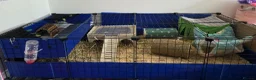 Guinea Pig rodents for sale: 2 Male Guinea Pigs Complete Set Up in Gloucester - Advert 1