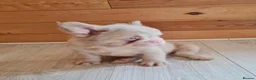 French Bulldog dogs for sale: Fluffy pink husky  **  in Stoke-on-Trent - Advert 18