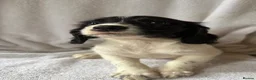 English Springer Spaniel dogs for sale: Springer Spaniel  - Advert 8