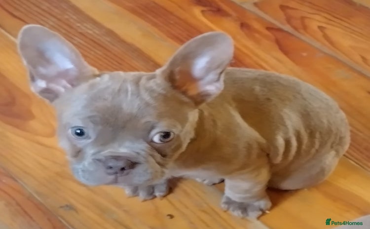 French Bulldog dogs Gorgeous Frenchies  - Advert 11