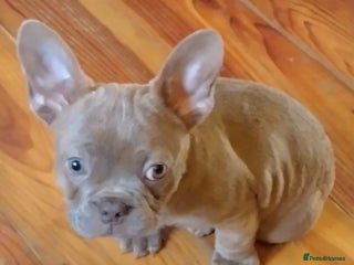 French Bulldog dogs Gorgeous Frenchies - Advert 10