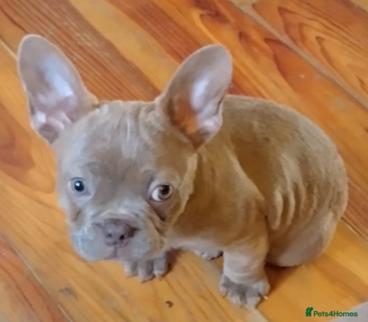 French Bulldog dogs Gorgeous Frenchies - Advert 11