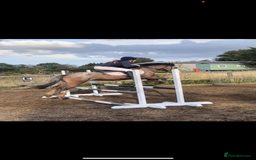 Appaloosa horses for sale: Angelic allrounder  - Image 8