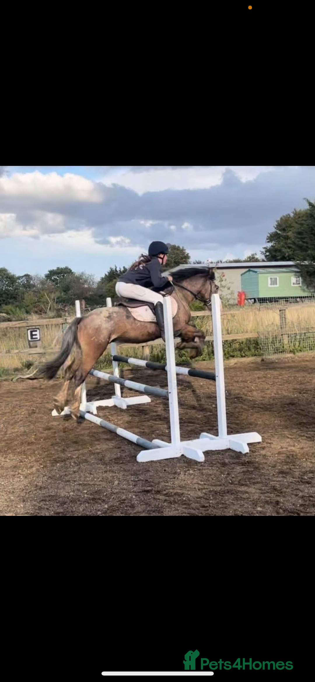 Appaloosa horses for sale: Angelic allrounder  - Image 8