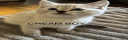 Mixed Breed cats for sale: Bengal cross Kittens for sale inc White/ Cream in Petworth - Advert 20