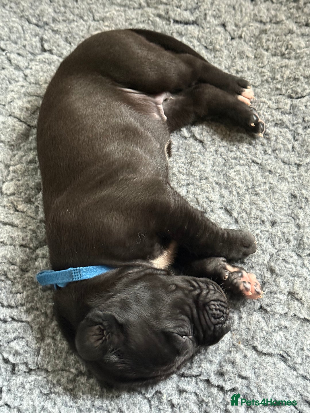 Great Dane dogs for sale: 7 chunky Great Dane puppies  - Image 12