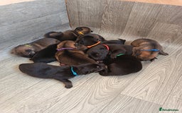 German Shepherd dogs for sale: German Shepherd Puppies - Image 1