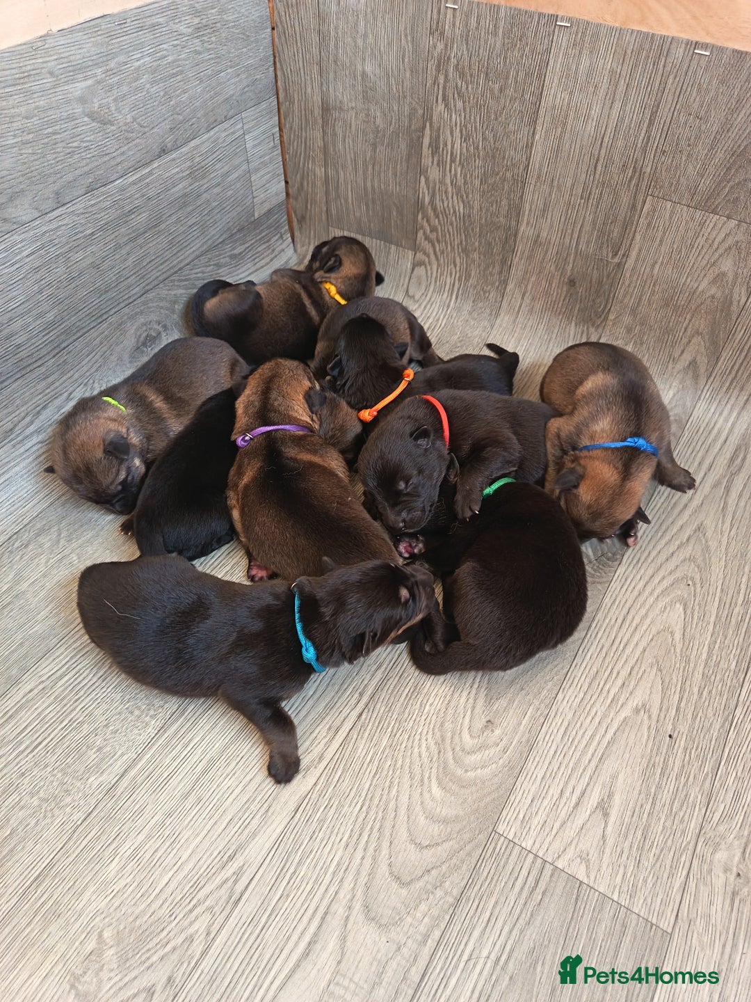 German Shepherd dogs for sale: German Shepherd Puppies - Image 1