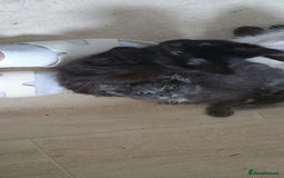 Maine Coon cats for sale: Maine coons  - Image 5