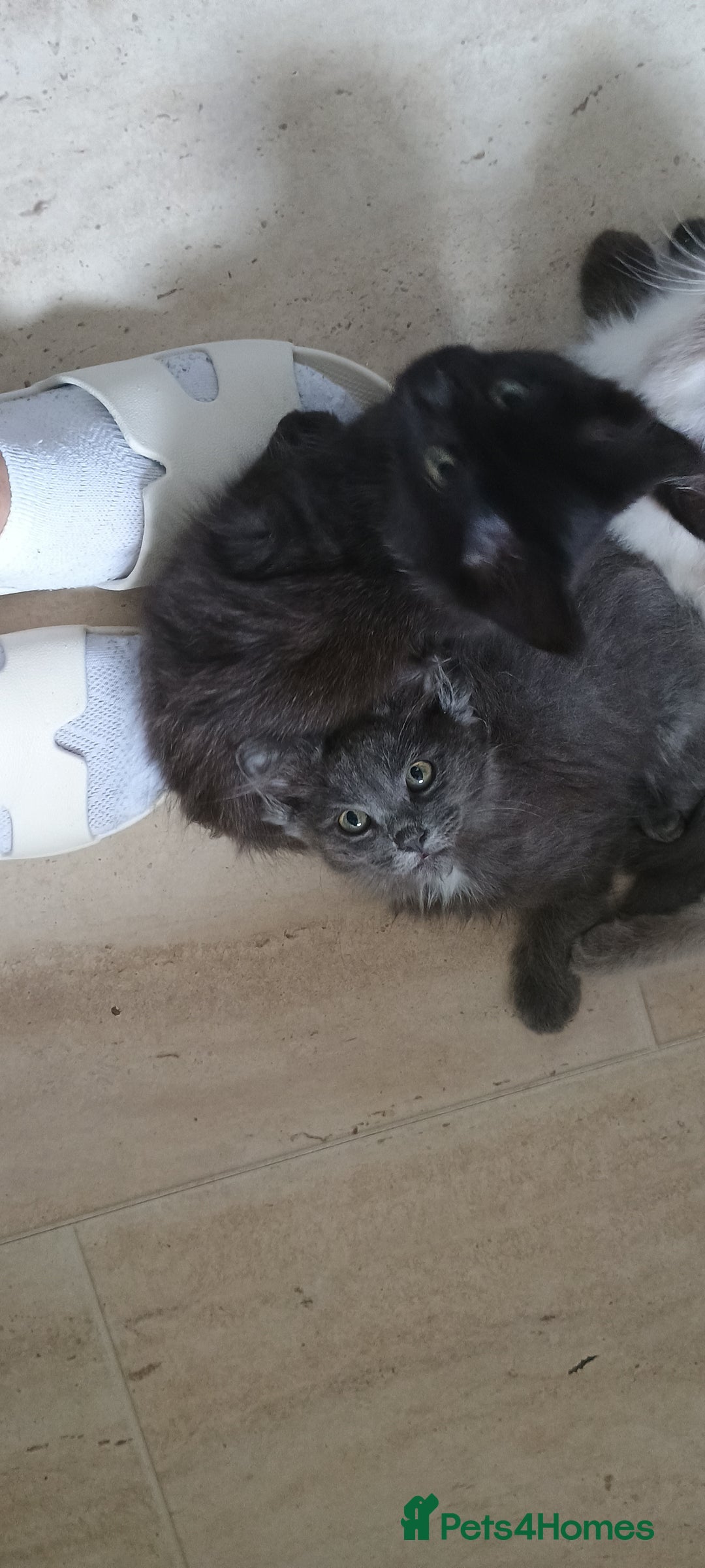 Maine Coon cats for sale: Maine coons  - Image 5
