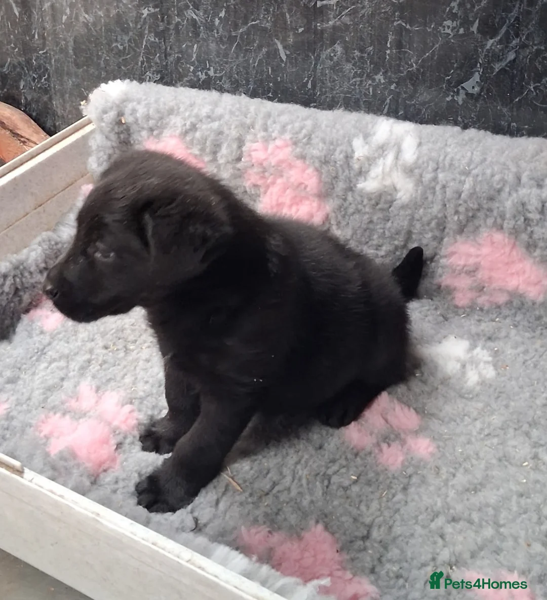 Sheprador dogs for sale: Beautiful German Shepherd cross Labrador pup in Neath - Advert 2