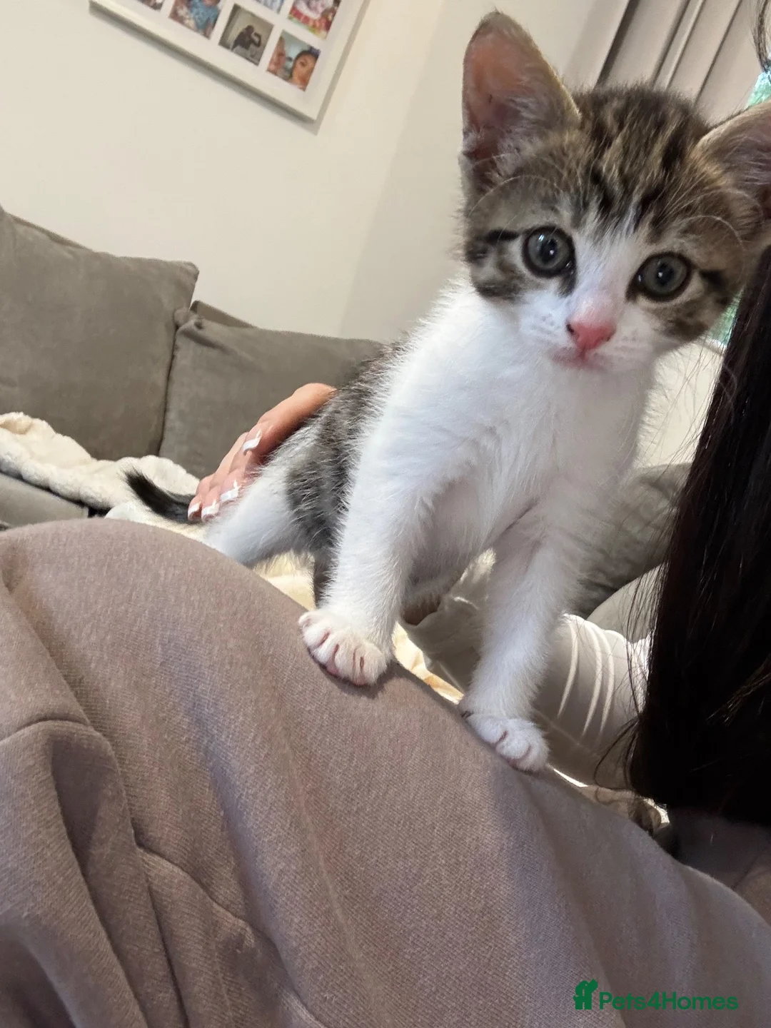 Mixed Breed cats for sale: Male kitten for sale  - Advert 2