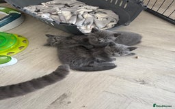 British Shorthair cats for sale: British Shorthair babies  - Image 10