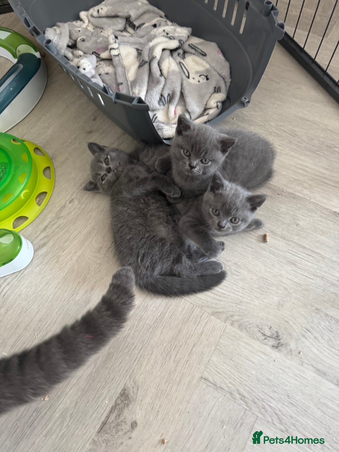 British Shorthair cats for sale: British Shorthair babies  - Image 10