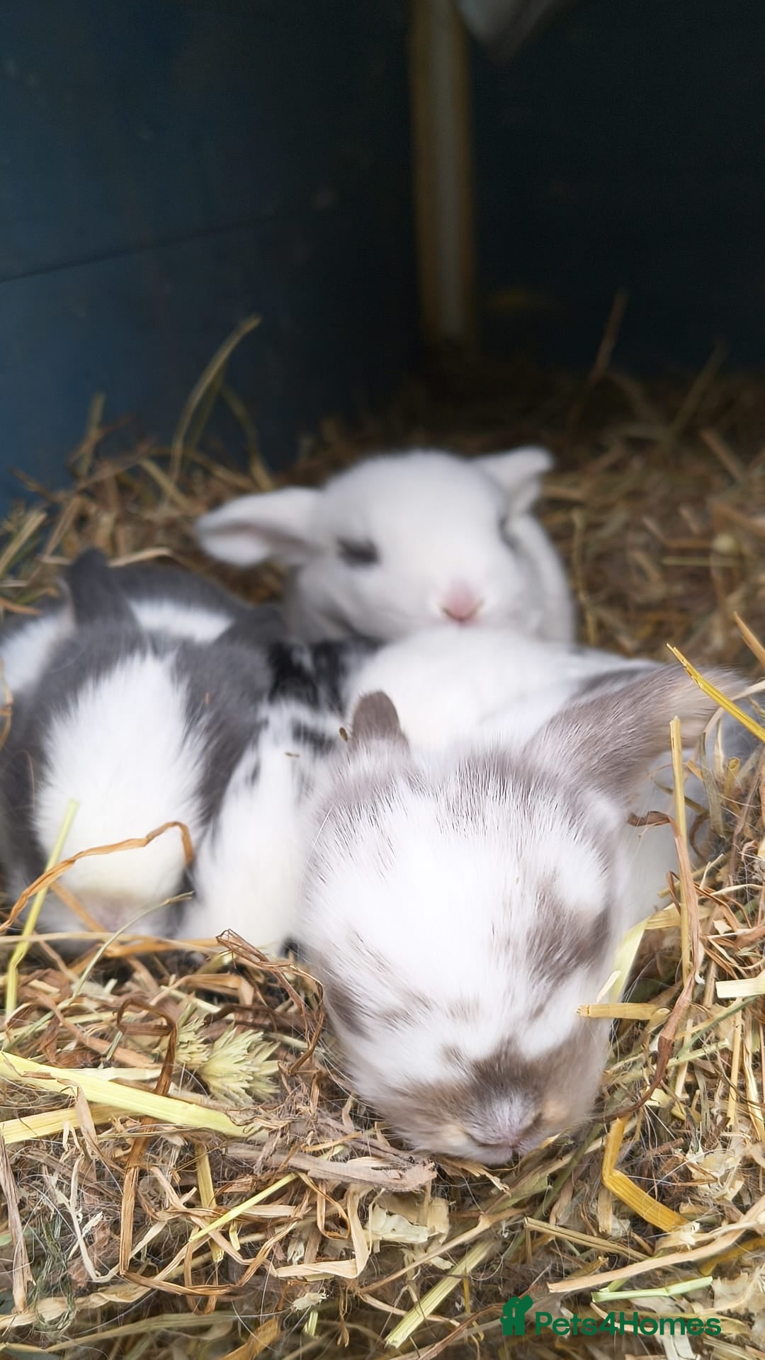 Mini Lop rabbits for sale: Mini lop babies  - Advert 7