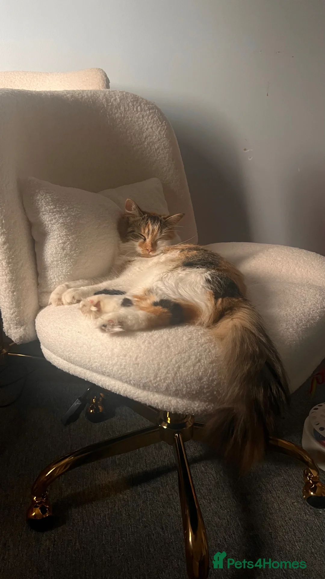 Maine Coon cats for sale: Maine coon x calico kittens for sale  - Advert 1