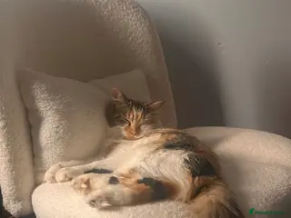 Maine Coon cats Maine coon x calico kittens for sale - Advert 9