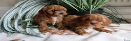 Cavapoo dogs for sale: All sold❤️ - Advert 16