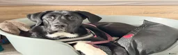 Mixed Breed dogs for sale: Astra - Advert 3
