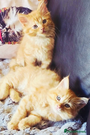 Persian cats - Advert 1