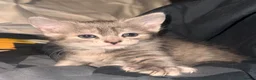 Mixed Breed cats for sale: Grey tabby kitten and ginger tabby kitten  - Advert 4
