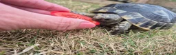 Tortoise reptiles for sale: Spur-thighed tortoise in Whitby - Advert 4