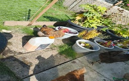 Chickens poultry for sale: 7 chickens looking for new home  - Image 4