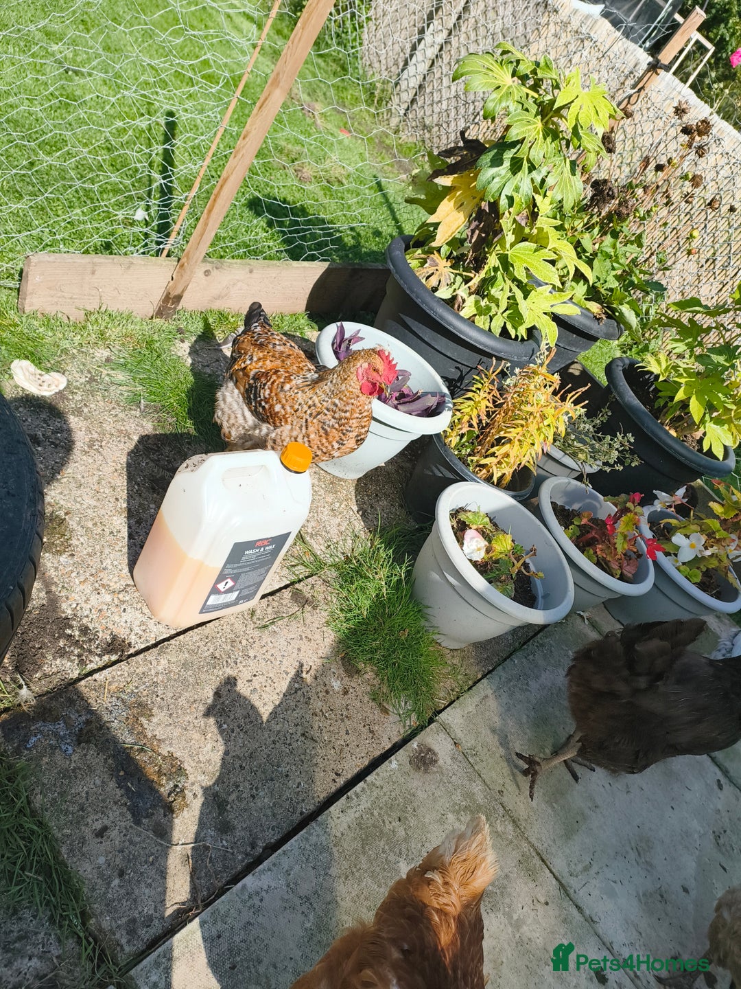 Chickens poultry for sale: 7 chickens looking for new home  - Image 4