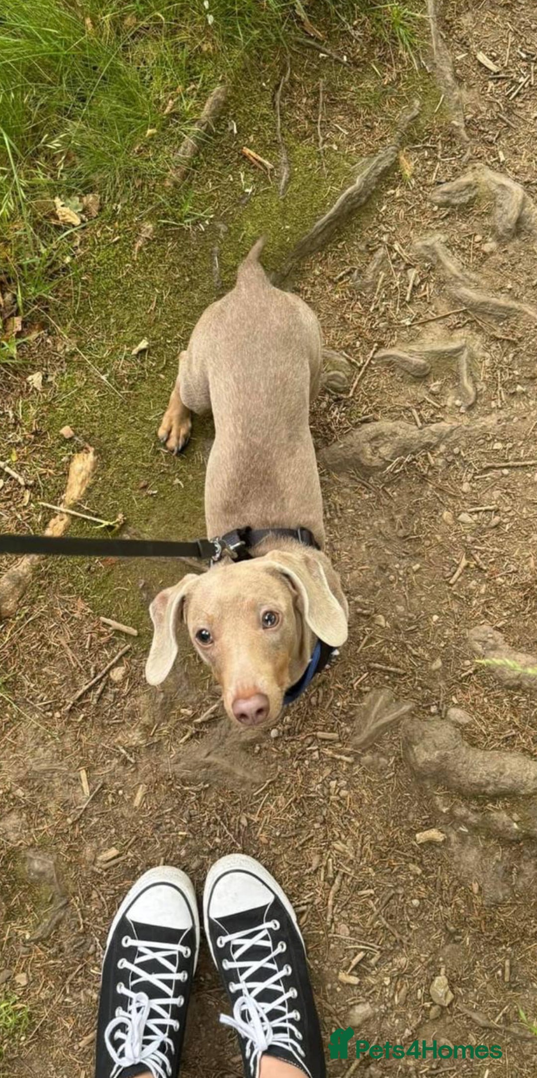 Dachshund dogs for sale: Dachshund Puppies Looking for forever Homes - Image 11