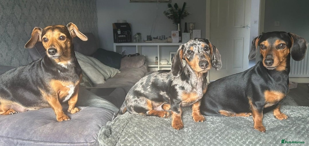 Miniature Dachshund dogs All Over Silver Dapple Stud in Glasgow - Advert 2